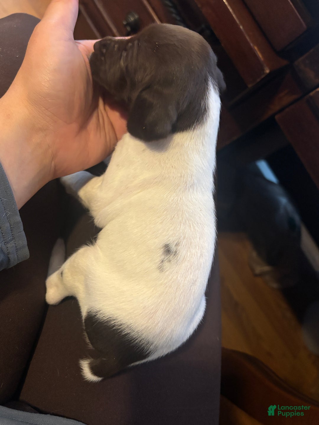 German Shorthaired Pointer dogs for sale: Cookie - Ad 2