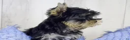 Yorkshire Terrier dogs for sale: Rocky - Ad 2