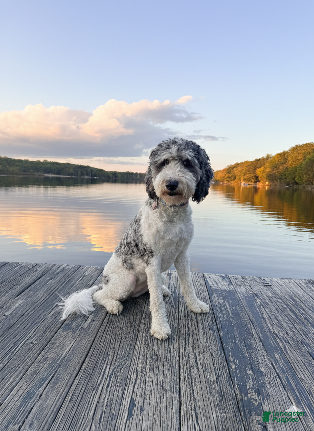 Goldendoodle dogs for sale: Visor - Ad 2