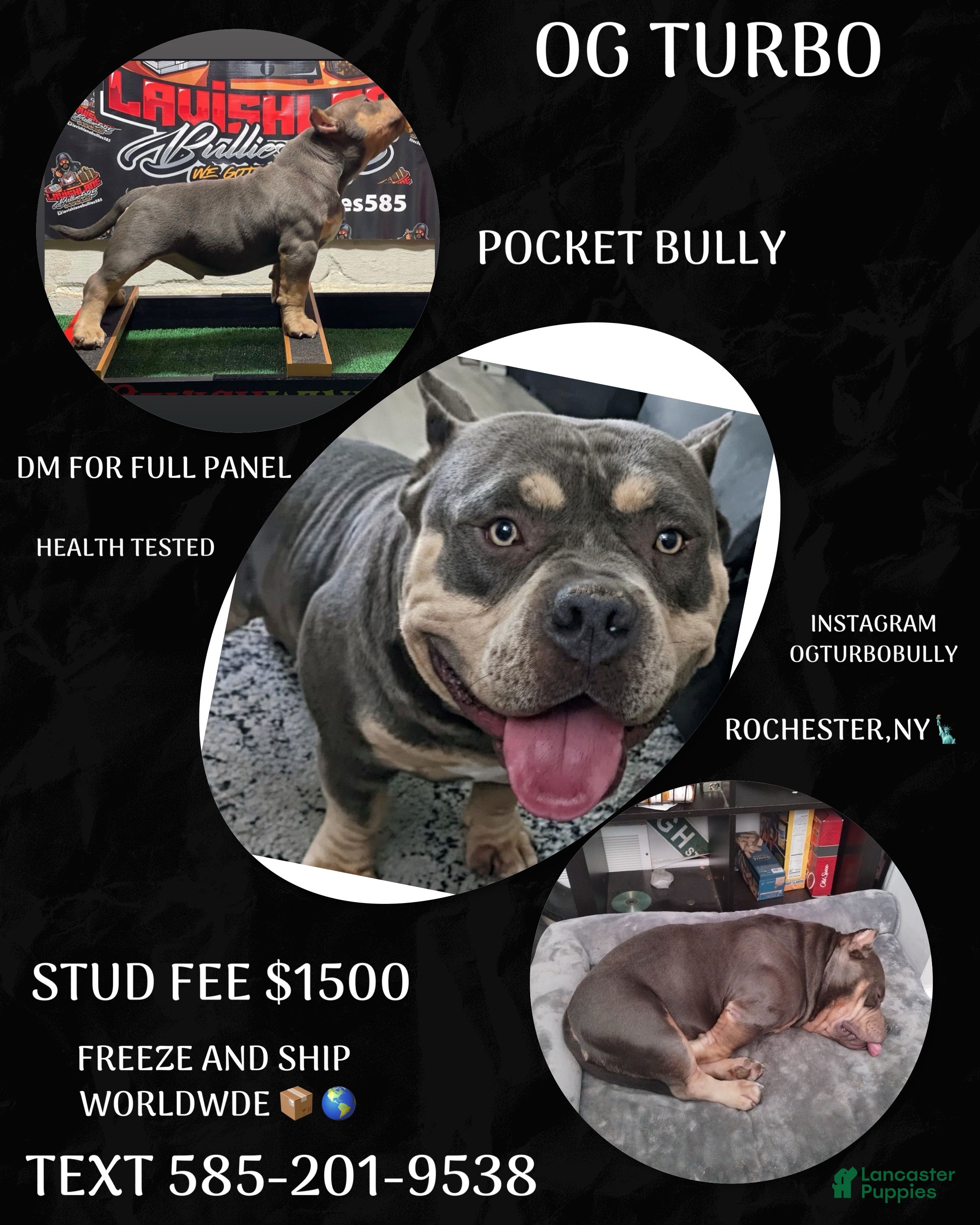 American Bully dogs Turbos littter  - Ad 2