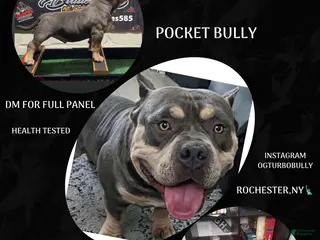 American Bully dogs Turbos littter - Ad 2