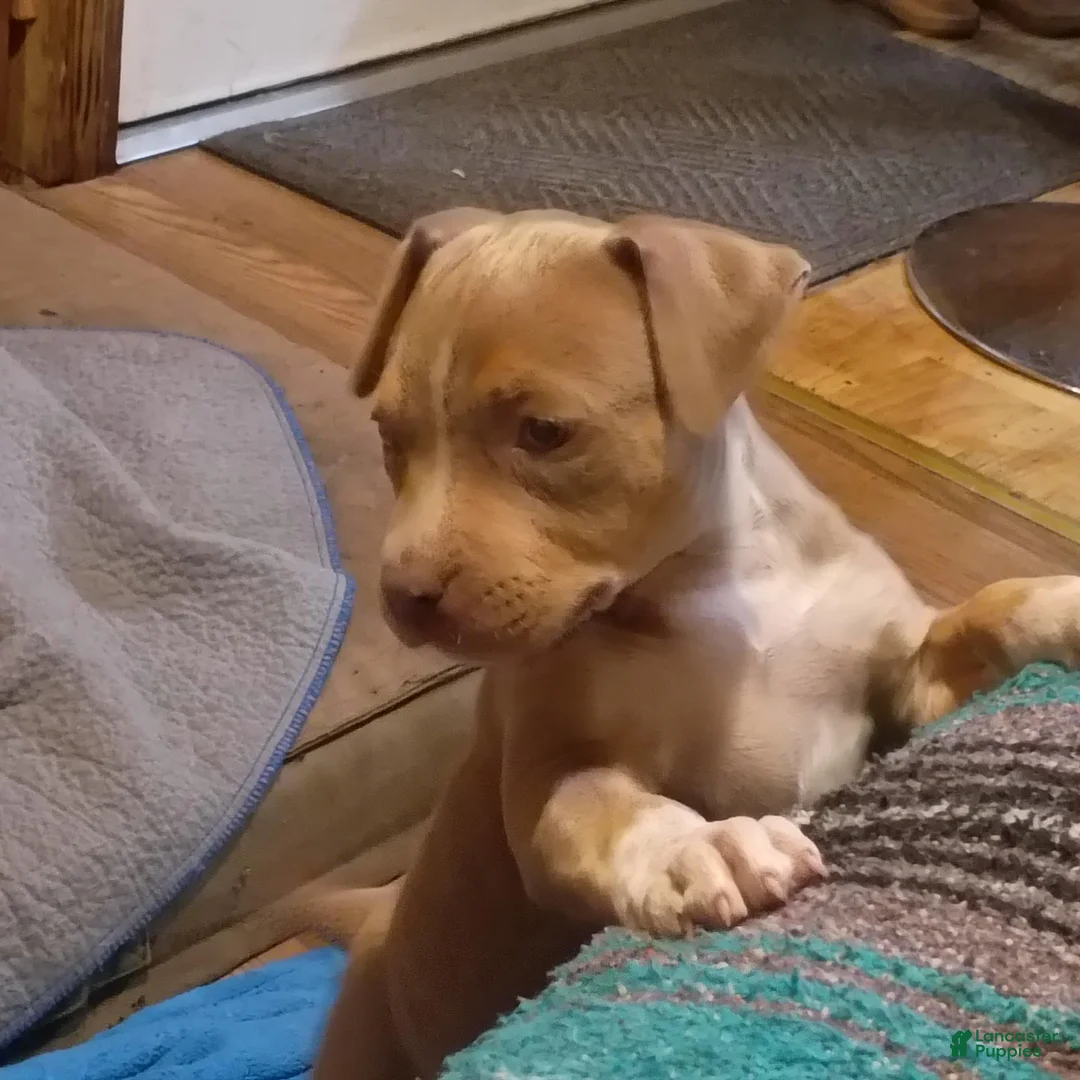 American Bully dogs for sale: American Bully 1 - Ad 2