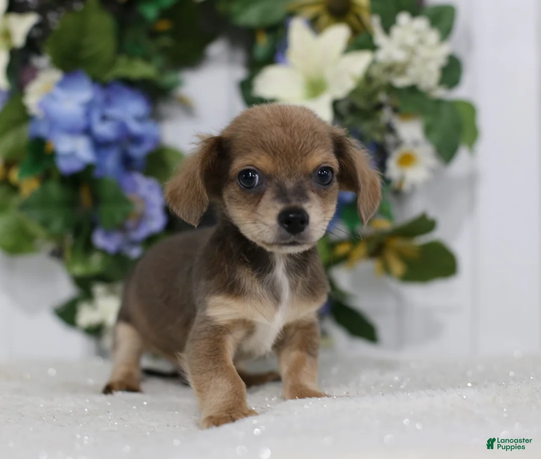 Chihuahua dogs for sale: Asher - Ad 1
