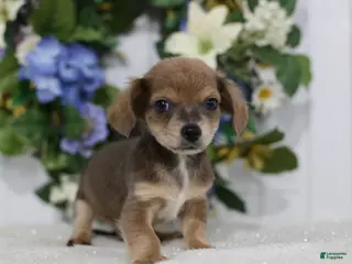 Chihuahua dogs for sale: Asher - Ad 1