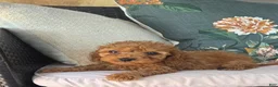 Cavapoo dogs for sale: Fletcher - Ad 2