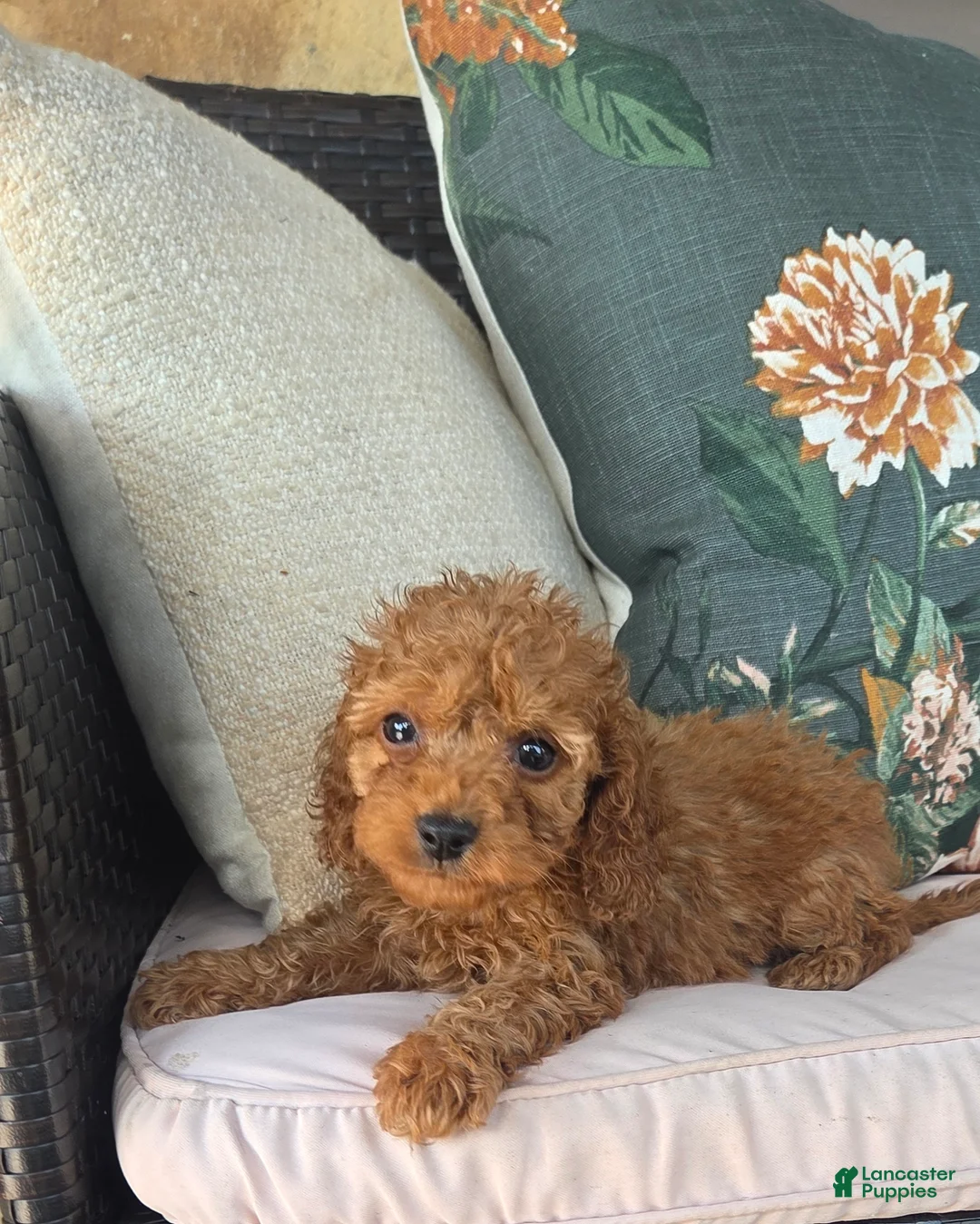 Cavapoo dogs for sale: Fletcher - Ad 2