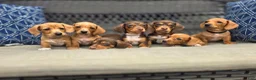 Miniature Dachshund dogs for sale: Black boy  - Ad 12