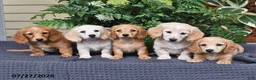 Miniature Dachshund dogs for sale: Tanner - Ad 5