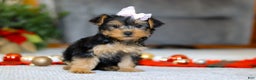Yorkiepoo dogs for sale: Annetta - Ad 6