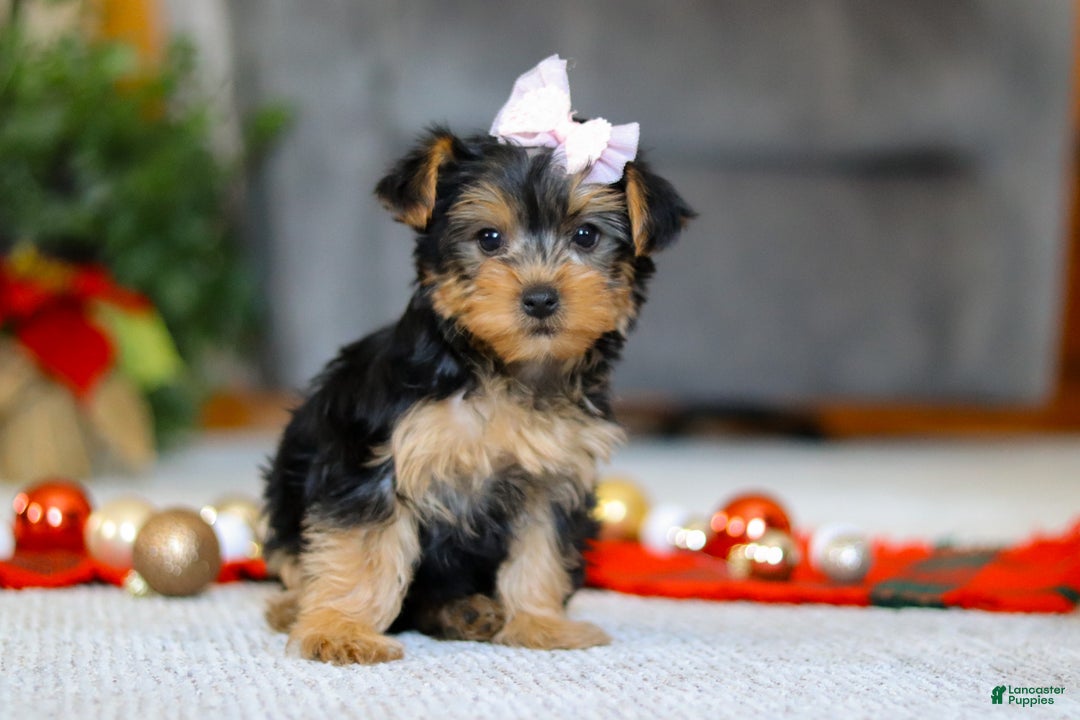 Yorkiepoo dogs for sale: Annetta - Ad 6
