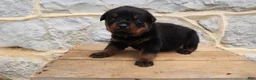 Rottweiler dogs for sale: Brindi - Ad 2