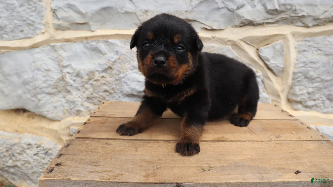 Rottweiler dogs for sale: Brindi - Ad 2