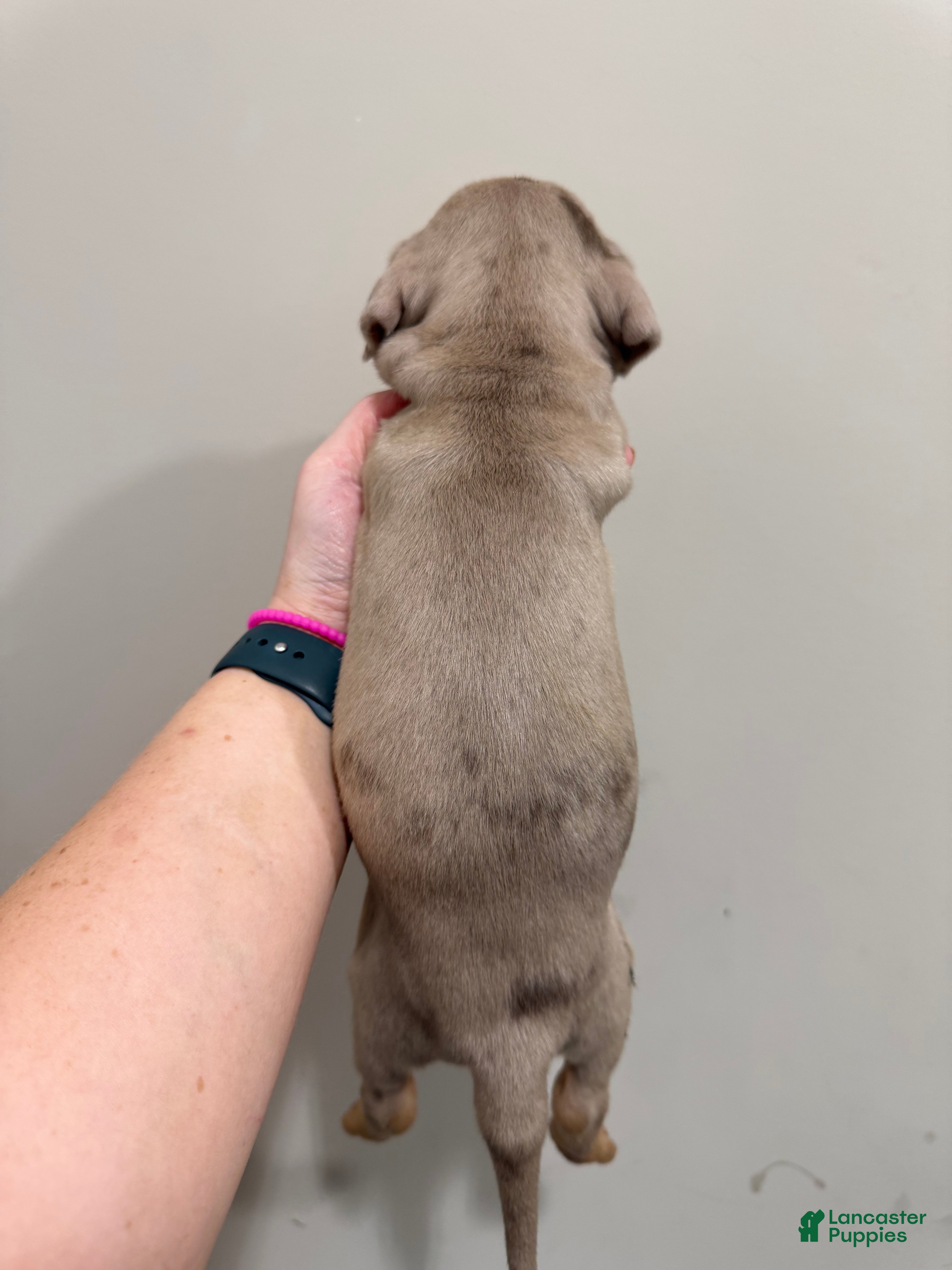 Catahoula Leopard Dog dogs Tan Girl - Ad 2