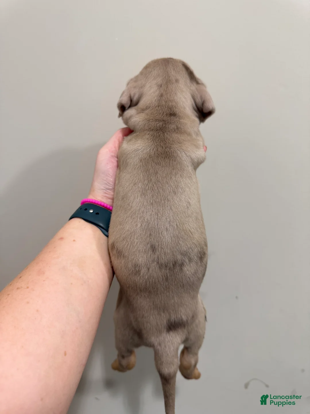 Catahoula Leopard Dog dogs for sale: Tan Girl - Ad 2