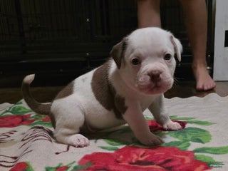 American Bully dogs - Ad 6