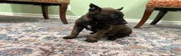 Belgian Malinois dogs for sale: Pittsburgh  - Ad 3