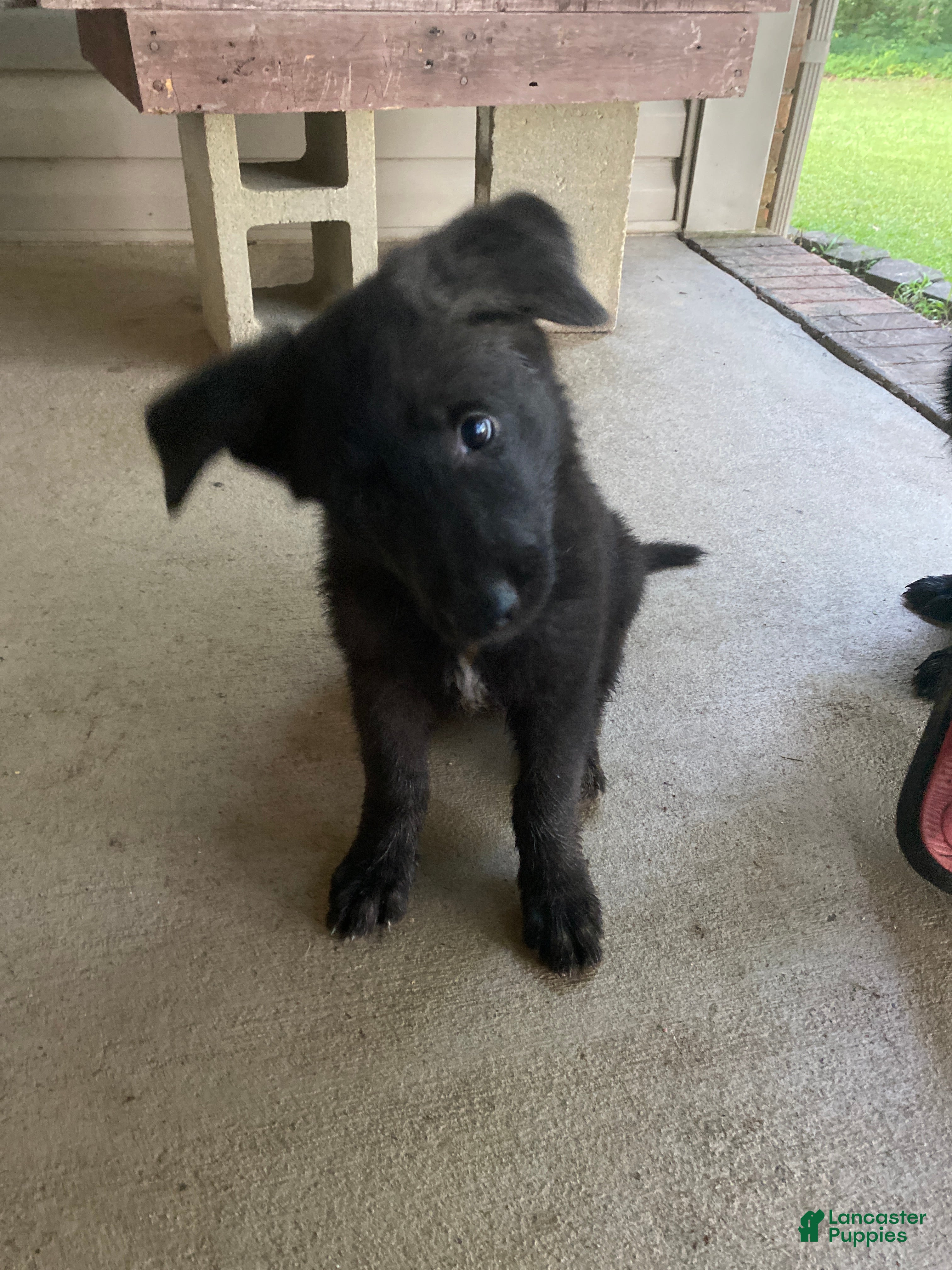 German Shepherd dogs for sale: German Shepherd 3 - Ad 4