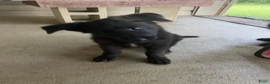German Shepherd 3