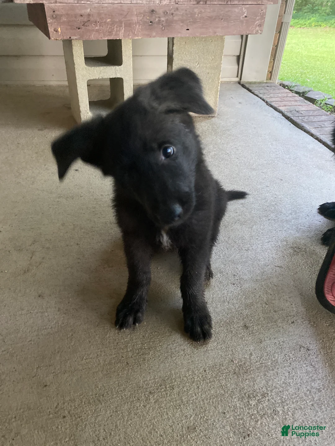 German Shepherd dogs for sale: German Shepherd 3 - Ad 1