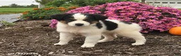 Miniature Australian Shepherd dogs for sale: Jet - Ad 3