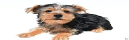 Yochon dogs for sale: Jip - Ad 6