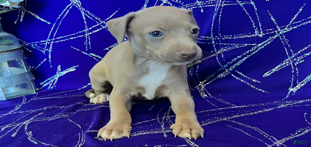 Gallery Image {{count}}