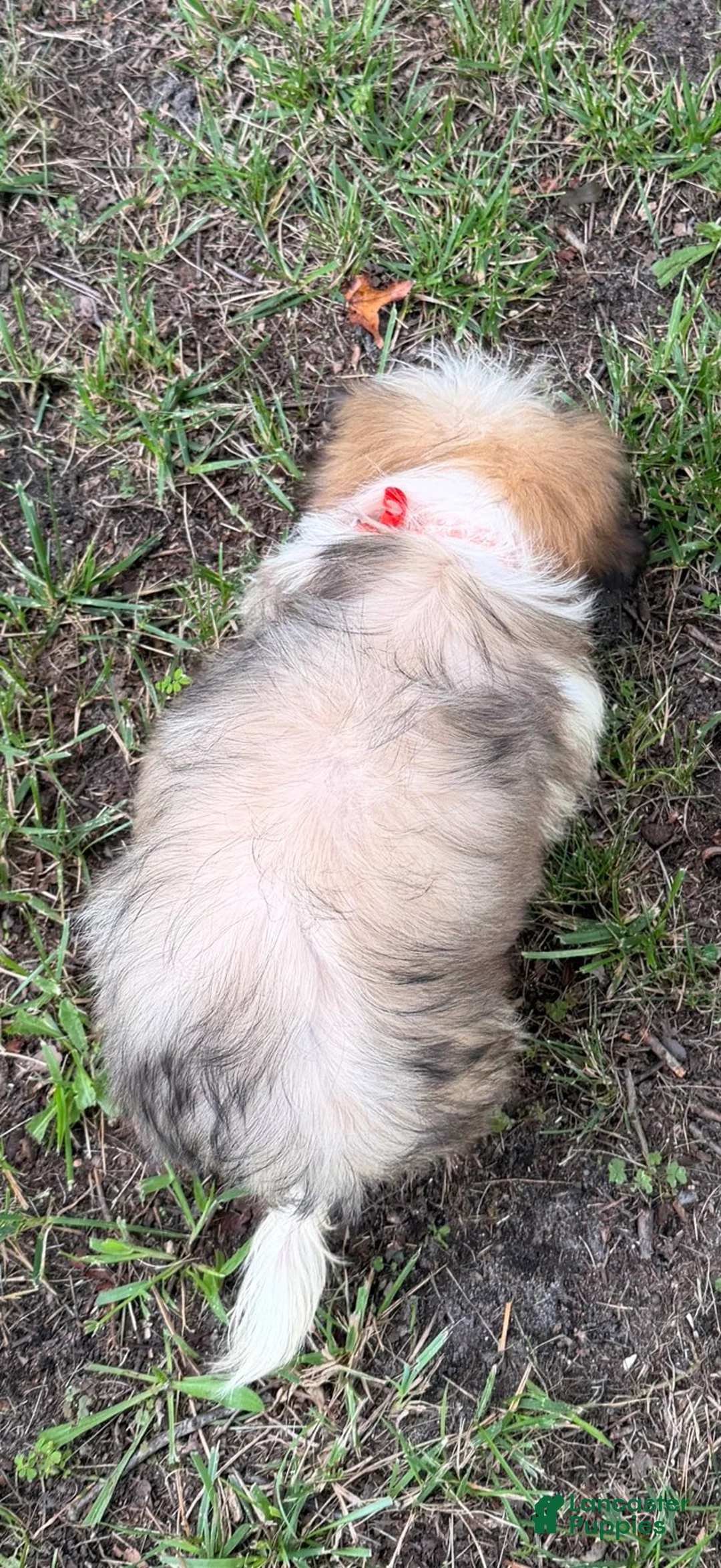 Shih Tzu dogs for sale: Prince - Ad 5