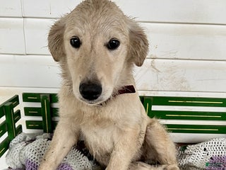 Mixed Breed dogs Julie - Ad 42