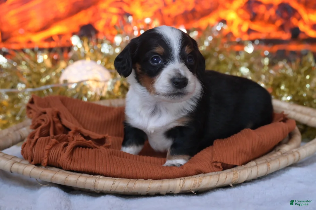 Dachshund dogs for sale: Sparkles - Ad 1