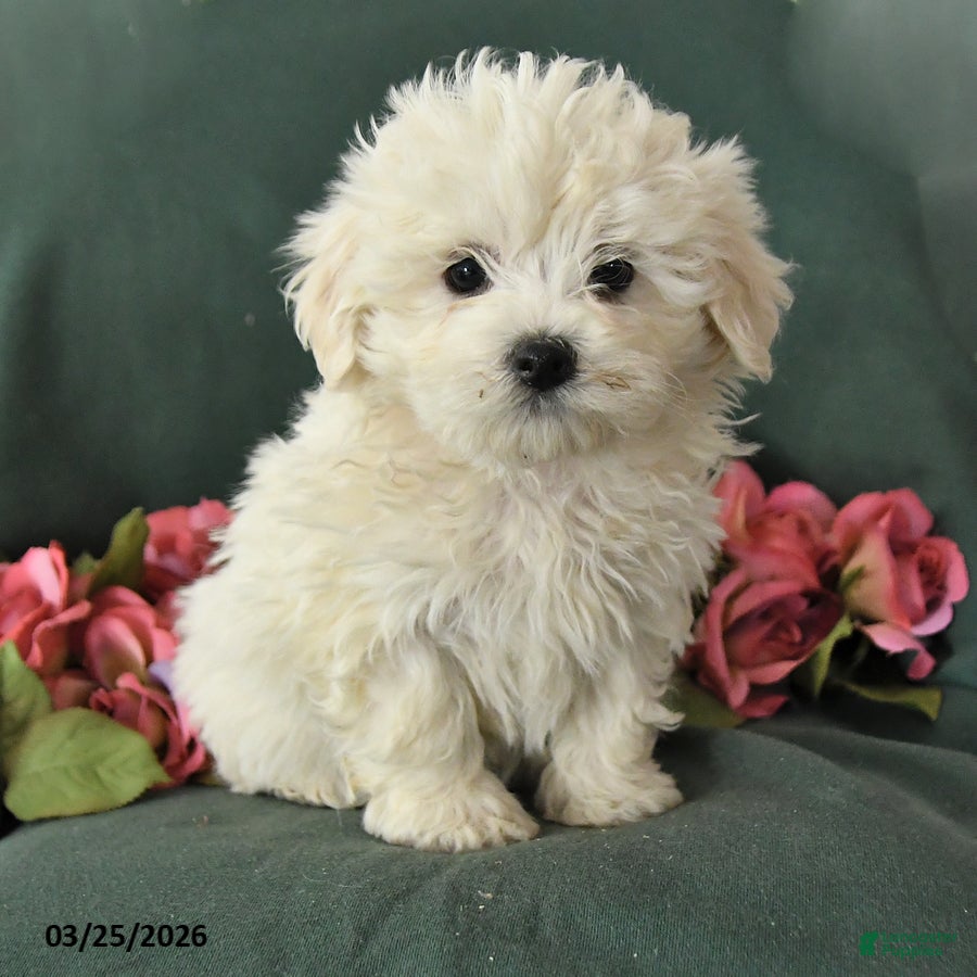 Mixed Breed dogs Snowball - Ad 2