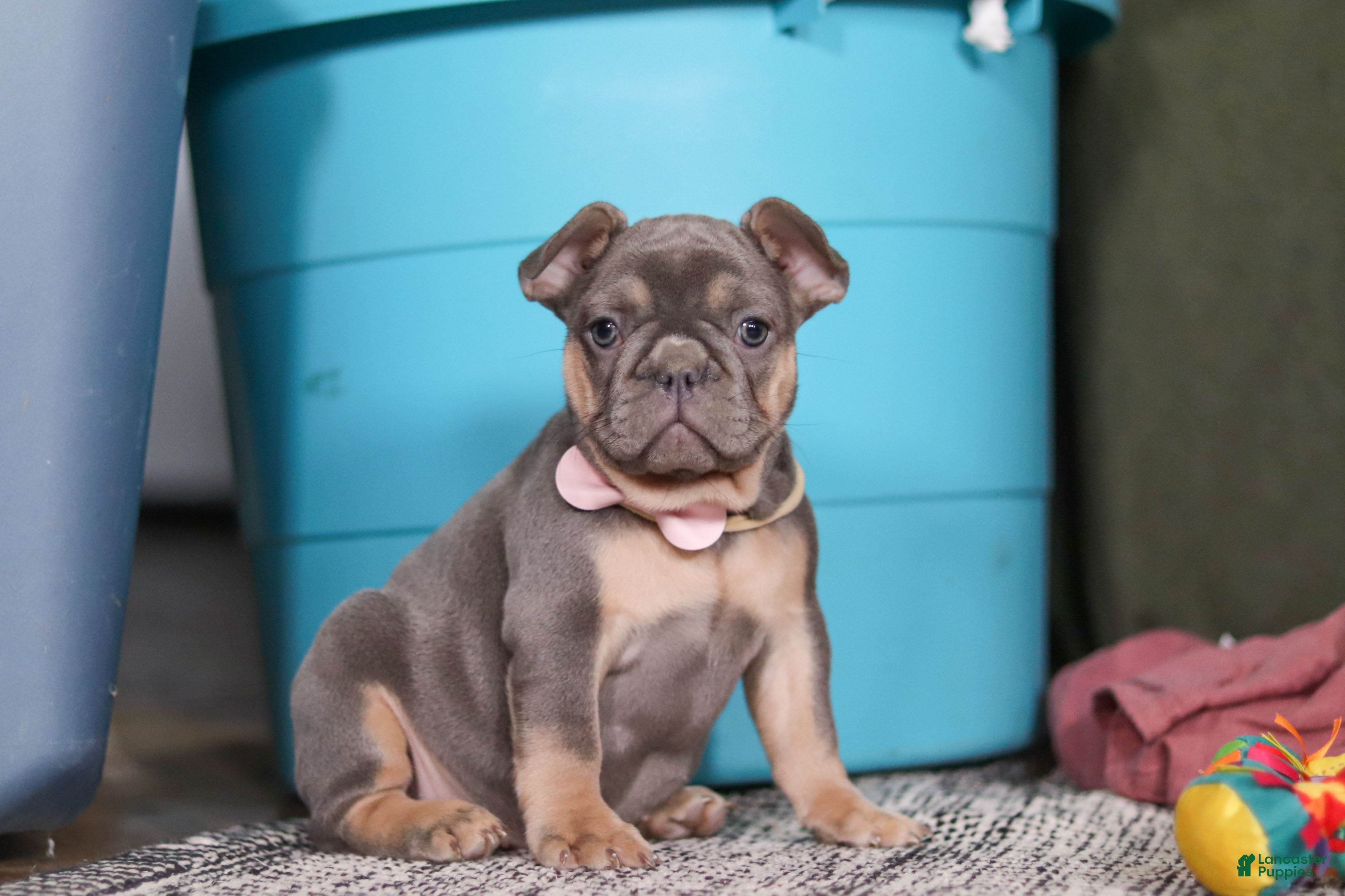 French Bulldog dogs for sale: Navy - Ad 3