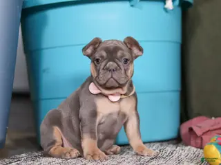 French Bulldog dogs for sale: Navy - Ad 3