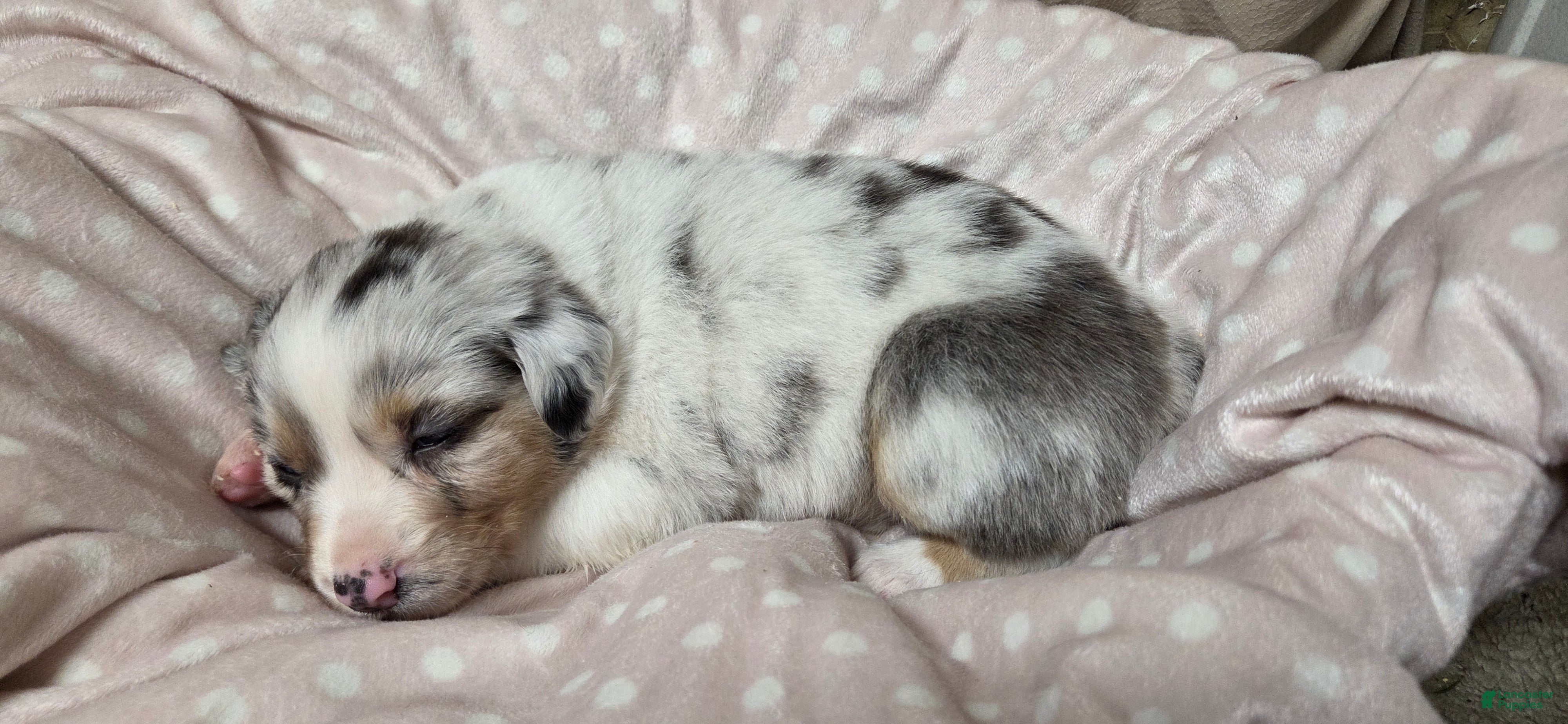 Australian Shepherd dogs Sloan - Ad 6