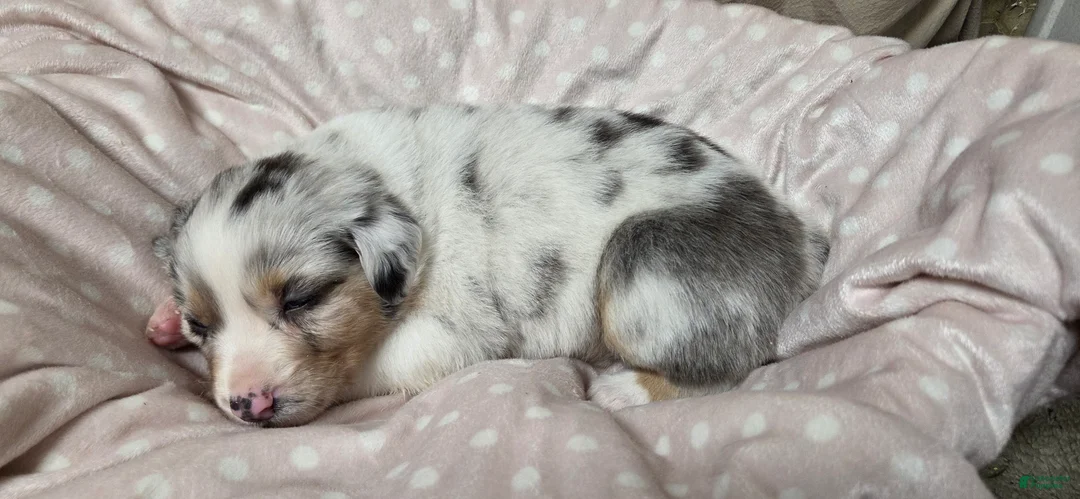 Australian Shepherd dogs for sale: Sloan - Ad 1