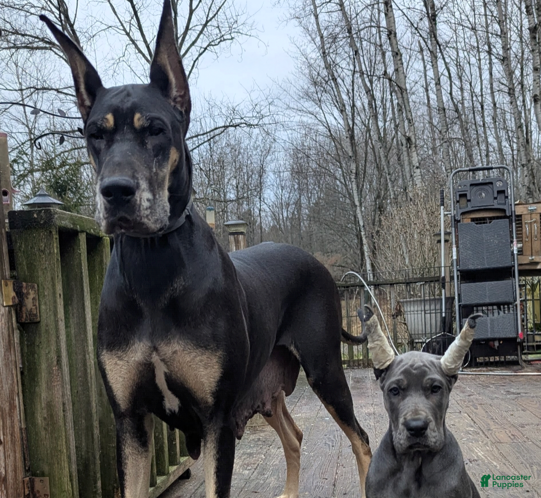 Gertrud (Dirtie Gertie)