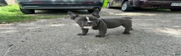 American Bully dogs for sale: Ricky - Ad 5