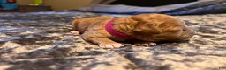 Cavapoo dogs for sale: Cavapoo 6 Hot Pink Collar - Ad 6