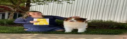 Australian Shepherd dogs for sale: Australian Shepherd Black tri Boy - Ad 4