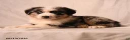 Miniature Australian Shepherd dogs for sale: Payton - Ad 3