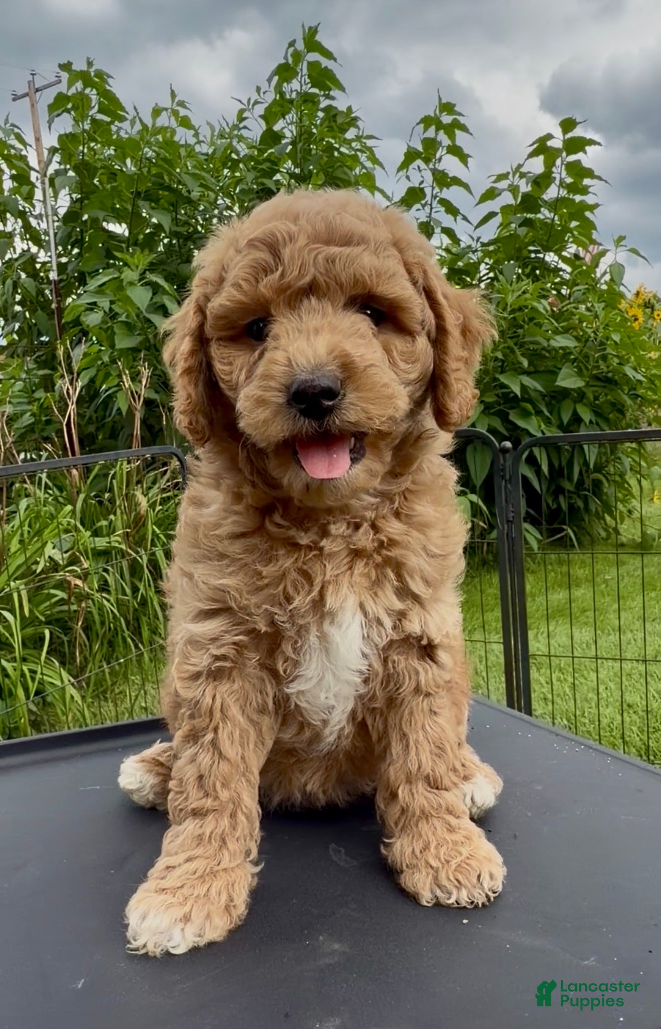 Mini Goldendoodle dogs Squints charting 25-30 pounds - Ad 1