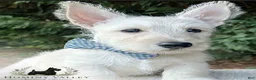 Scottish Terrier dogs for sale: Lennox - Ad 1