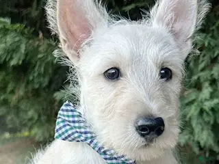 Scottish Terrier dogs Lennox - Ad 7