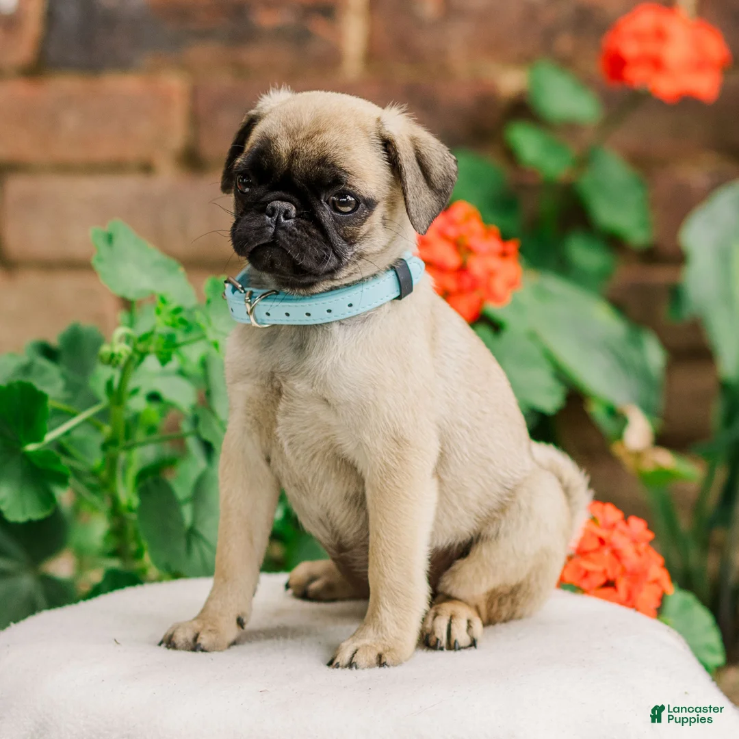 Pug dogs for sale: Sandy  - Ad 3