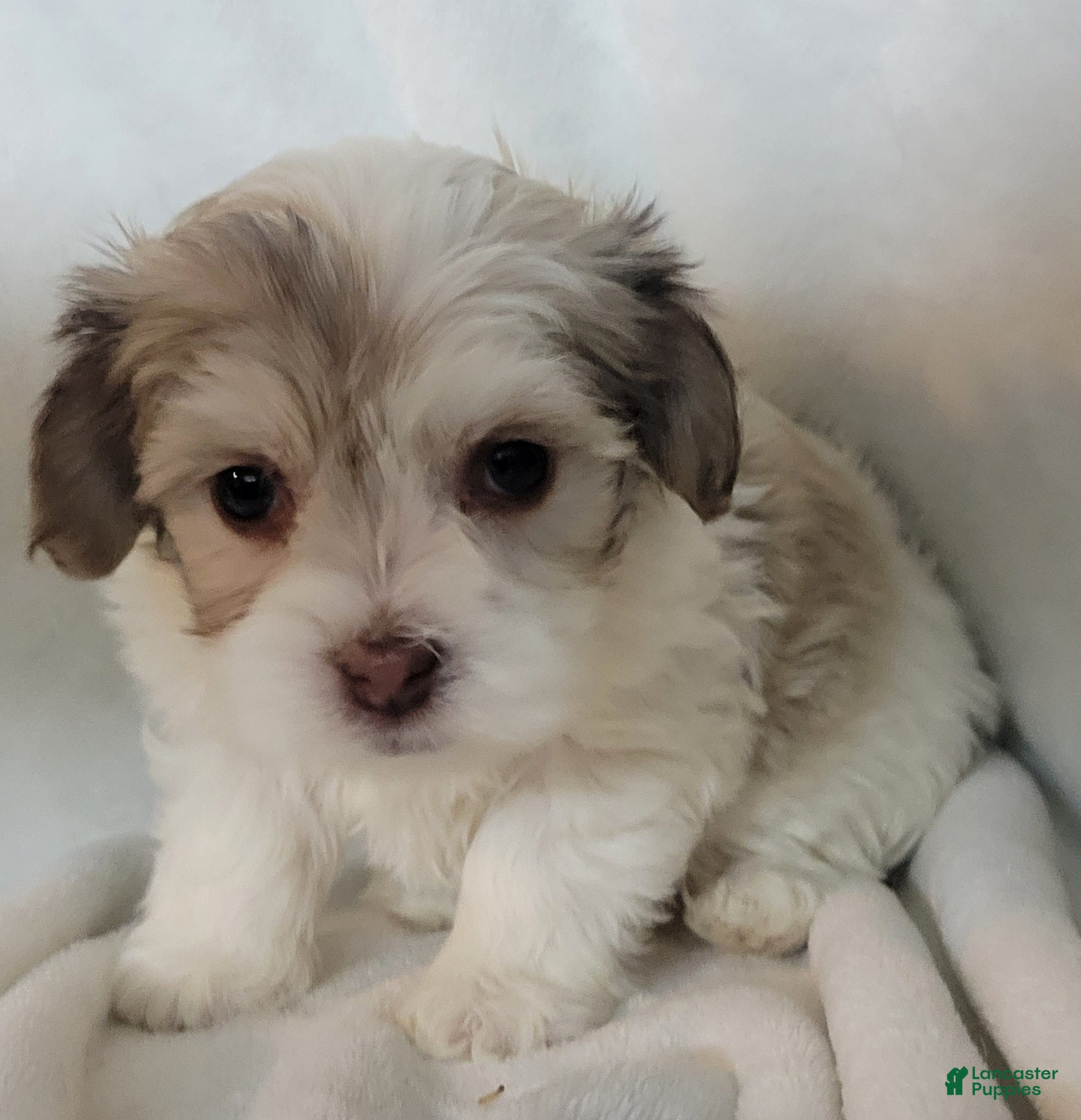 Mixed Breed dogs  4 chloe - Ad 21