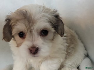 Mixed Breed dogs 4 chloe - Ad 21