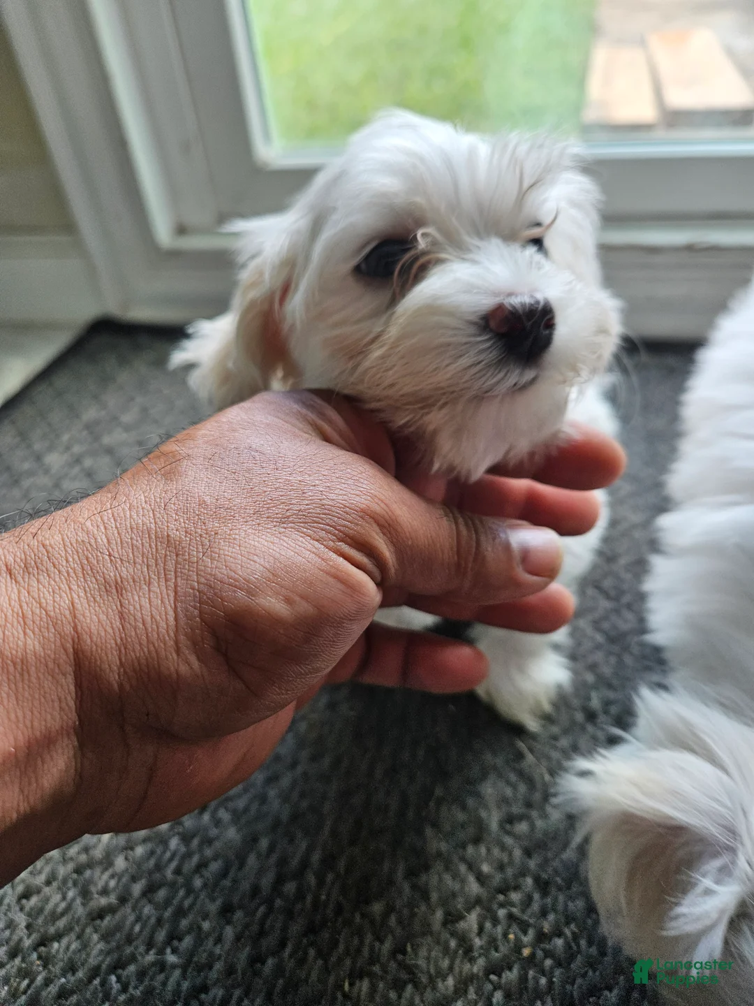 Maltese dogs for sale: Maltese Puppy 1 - Ad 1