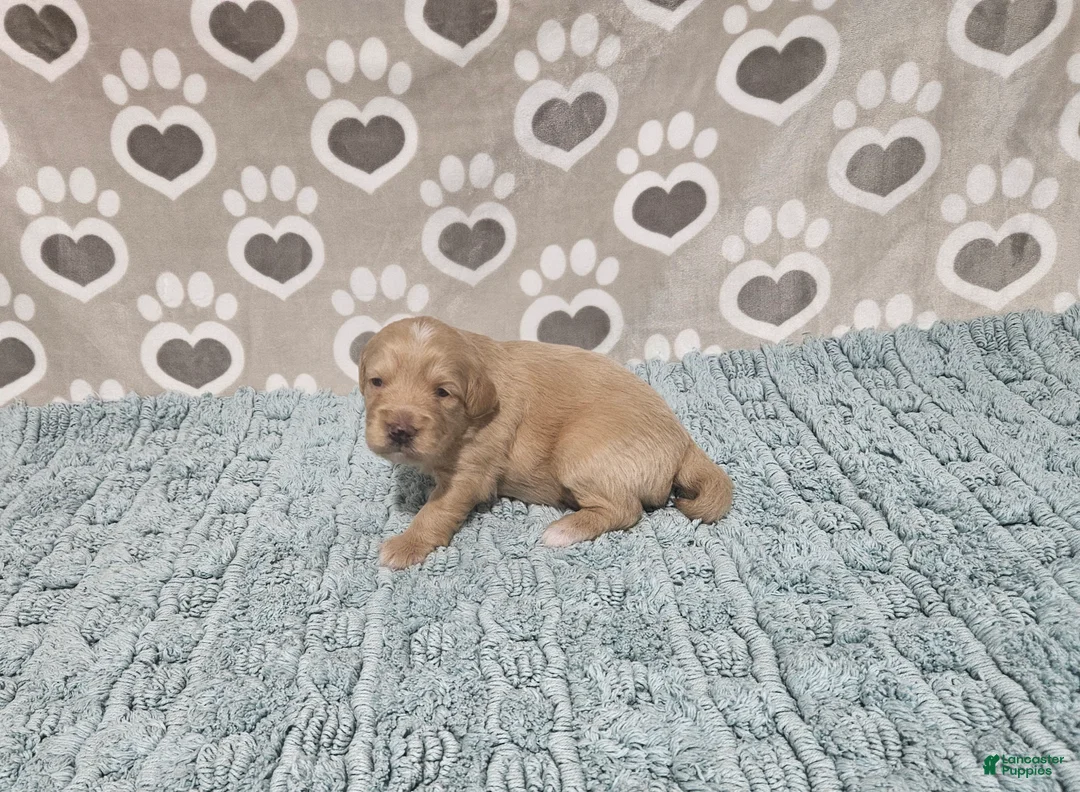 Mini Bernedoodle dogs for sale: F1b Carl - Ad 2