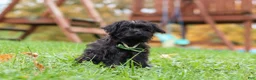 Yorkiepoo dogs for sale: Randall - Ad 3