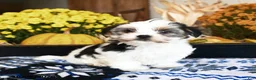 Shorkie dogs for sale: Pickles - Ad 3