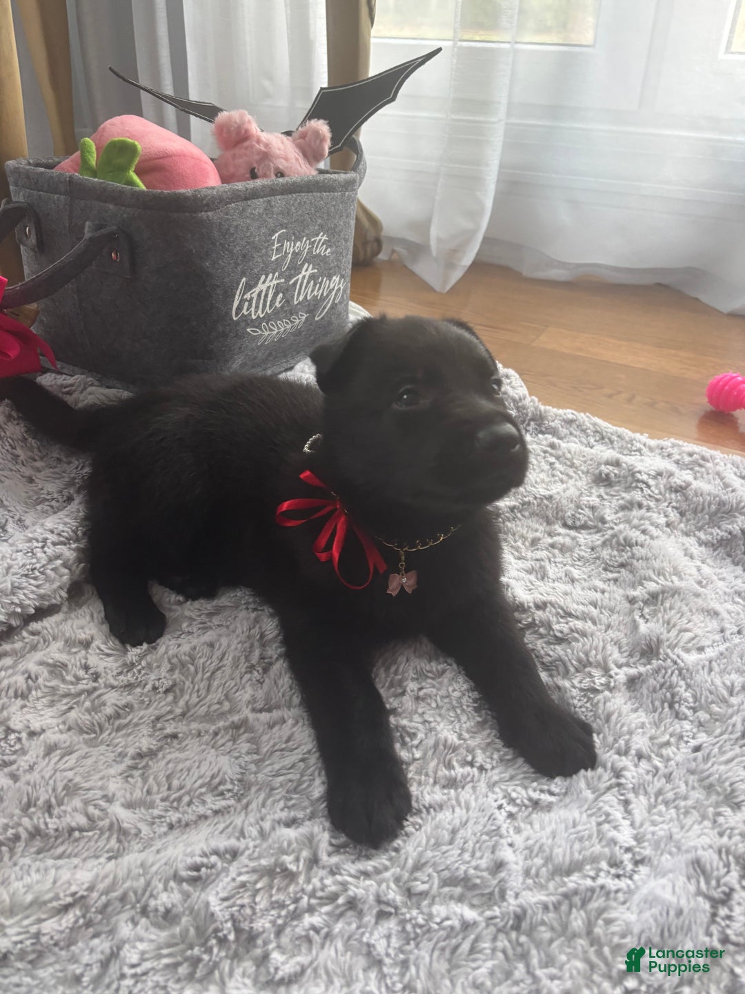 German Shepherd dogs for sale: Red - Ad 4